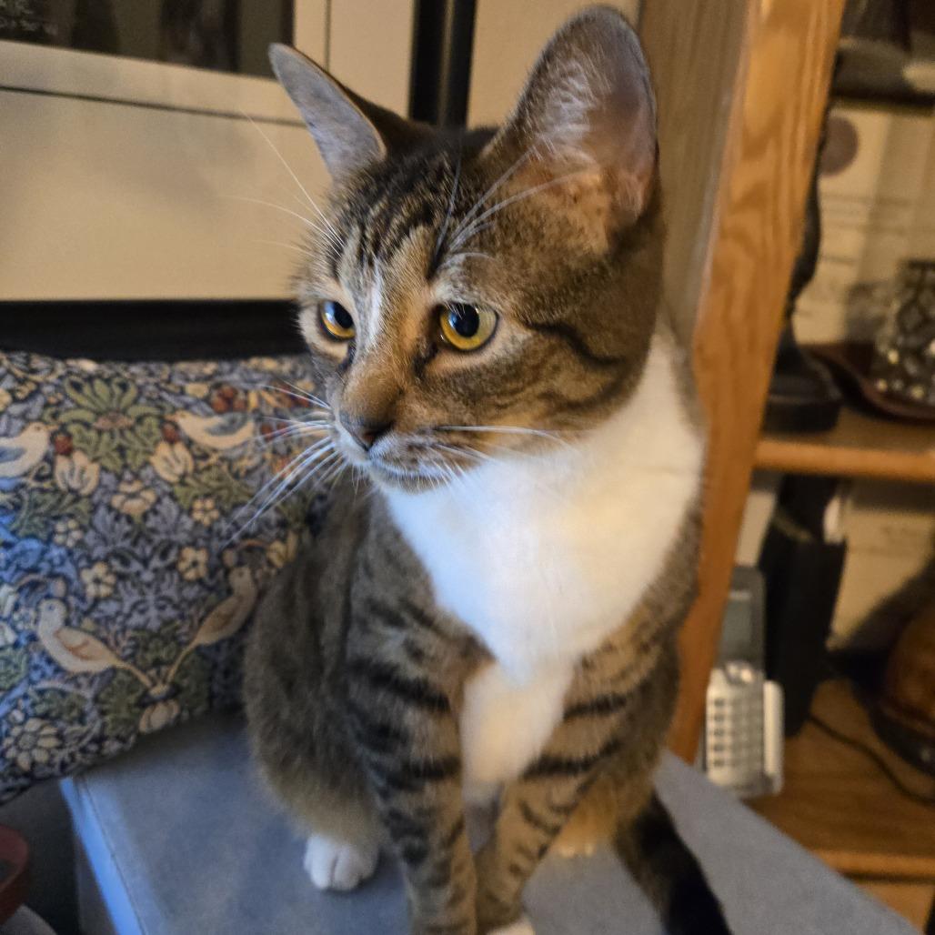 Enlarge Joline, a Adoptable Domestic Short Hair in Houston, TX image 4/6
