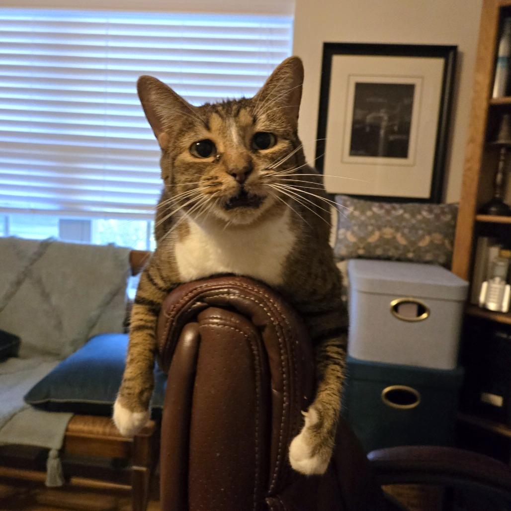 Enlarge Joline, a Adoptable Domestic Short Hair in Houston, TX image 5/6