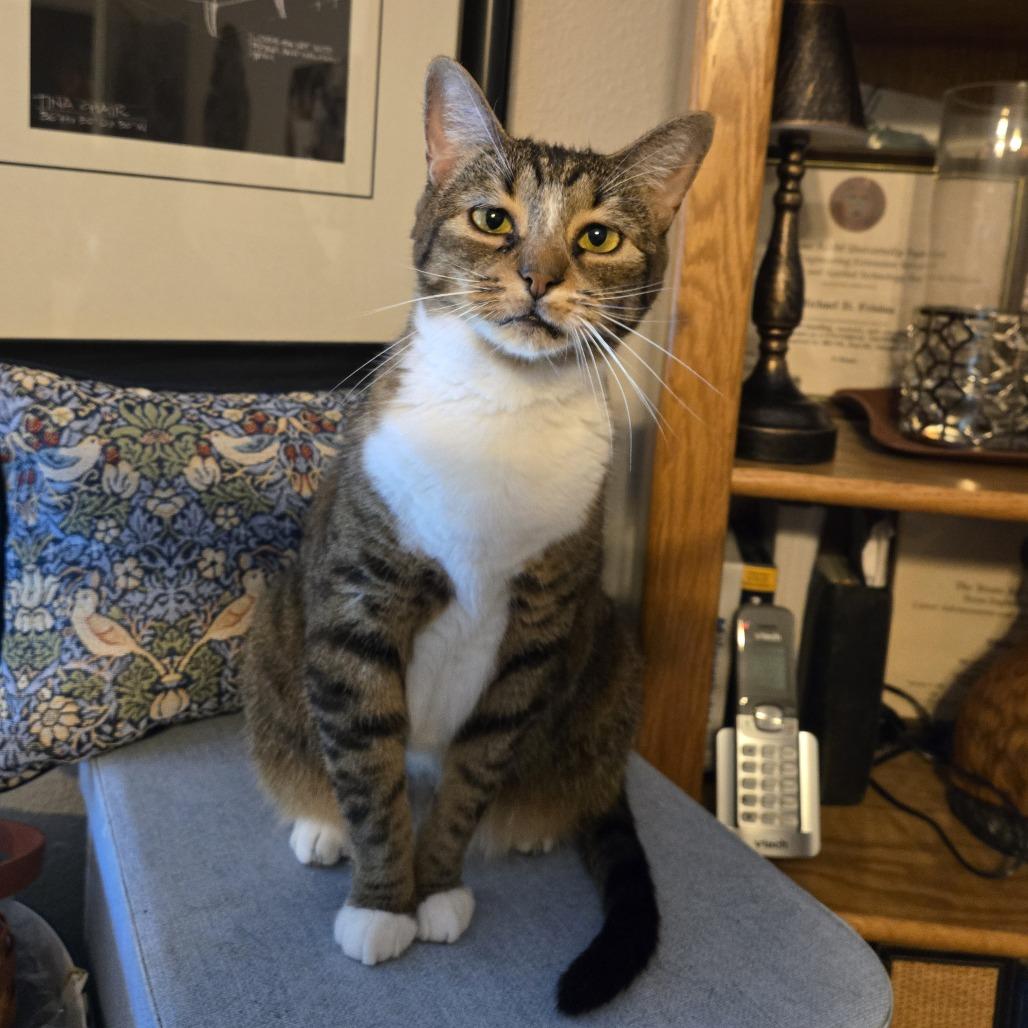 Enlarge Joline, a Adoptable Domestic Short Hair in Houston, TX image 6/6