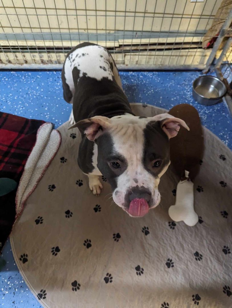 Mazie, Adopted, Adult Female Staffordshire Bull Terrier.