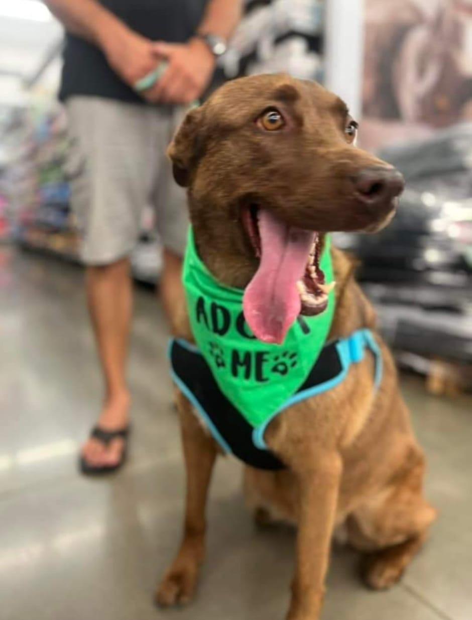 Ginger, Adoptable, Adult Female Chesapeake Bay Retriever.