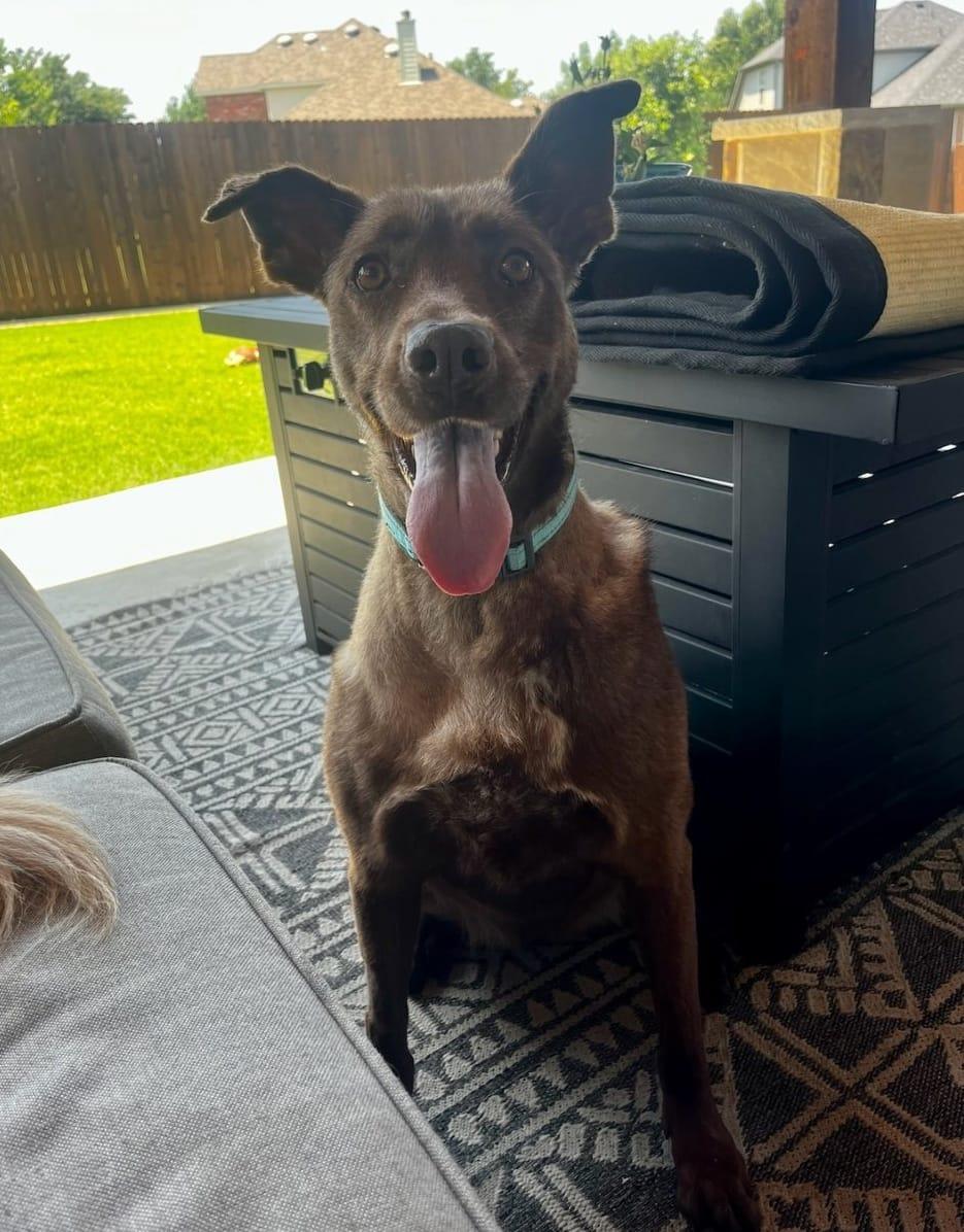 Ginger, a Adoptable Chesapeake Bay Retriever in New Haven, CT image 3/5