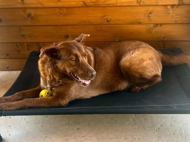 Ginger, a Adoptable Chesapeake Bay Retriever in New Haven, CT image 4/5