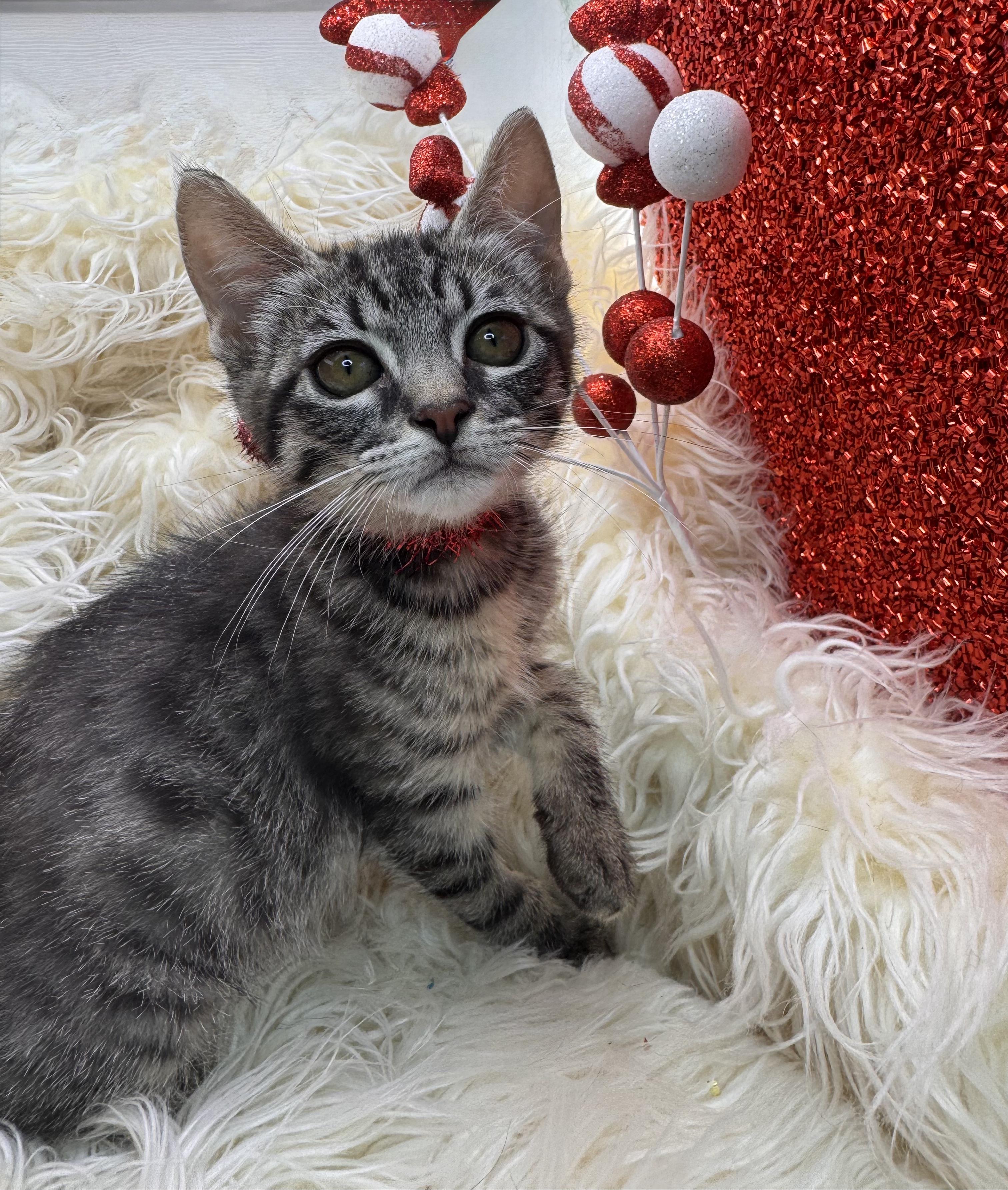 Carne Del Sol thumbnail 2