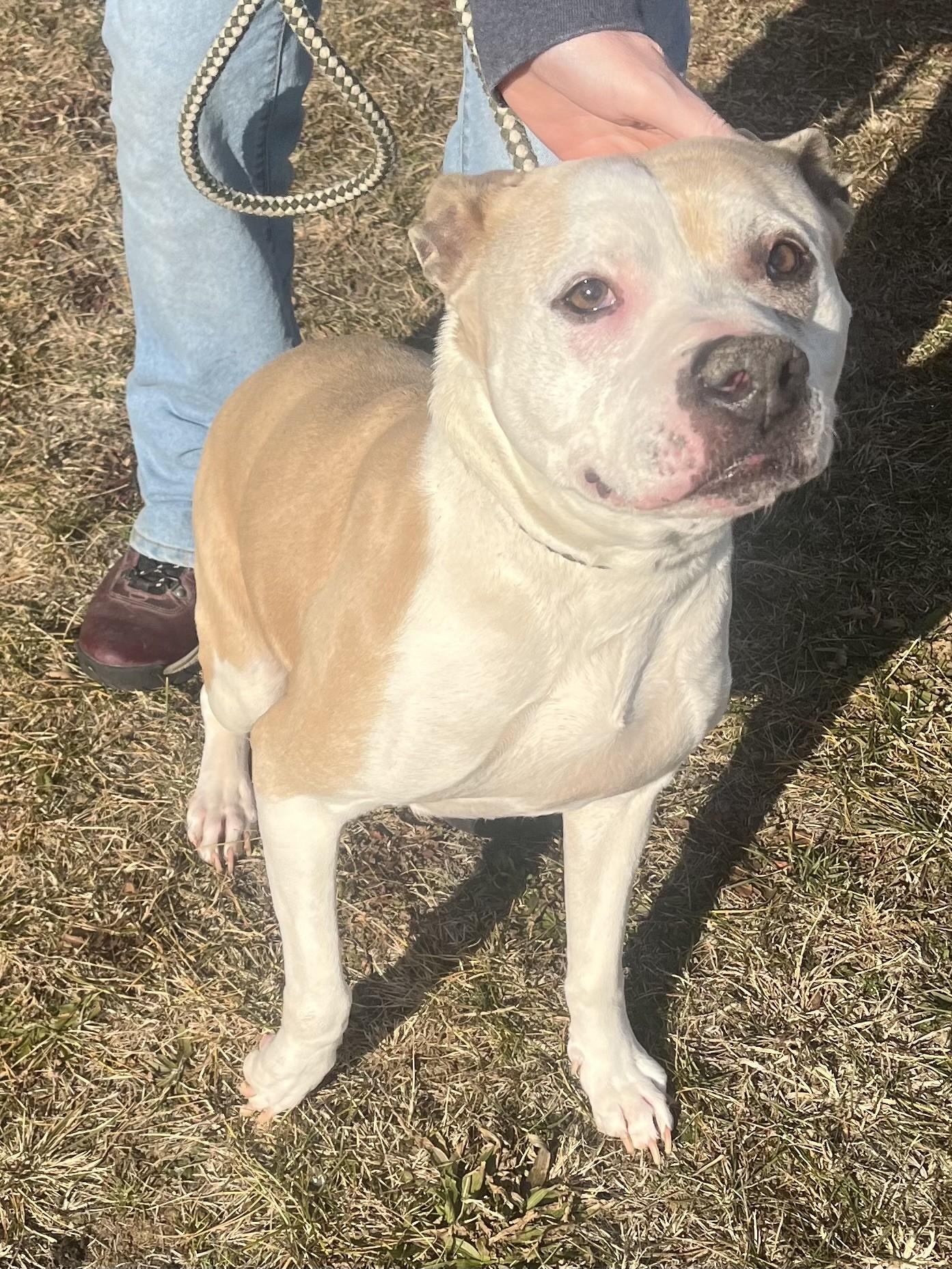 Enlarge Honey, a ADOPTABLE mixed breed in Winchester, VA image 3/4