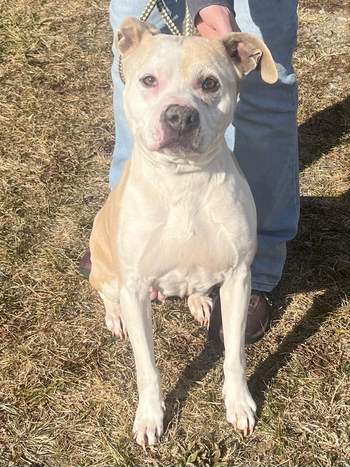 Enlarge Honey, a ADOPTABLE mixed breed in Winchester, VA image 2/4