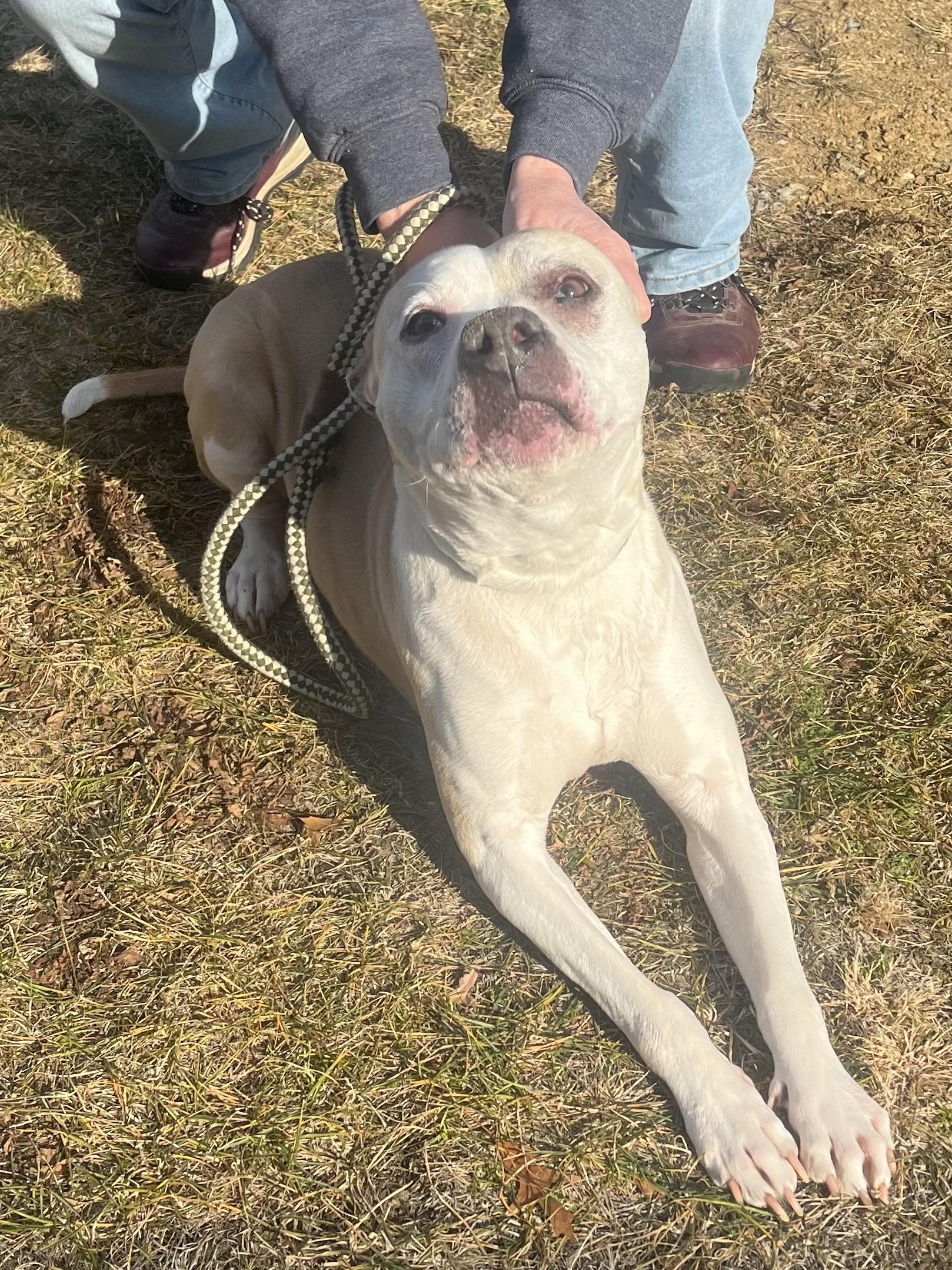 Honey, ADOPTABLE, Adult Female Pit Bull Terrier.