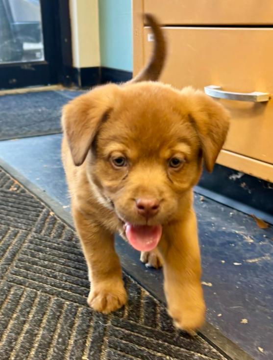 Knox, ADOPTABLE, Puppy Male Mixed Breed.