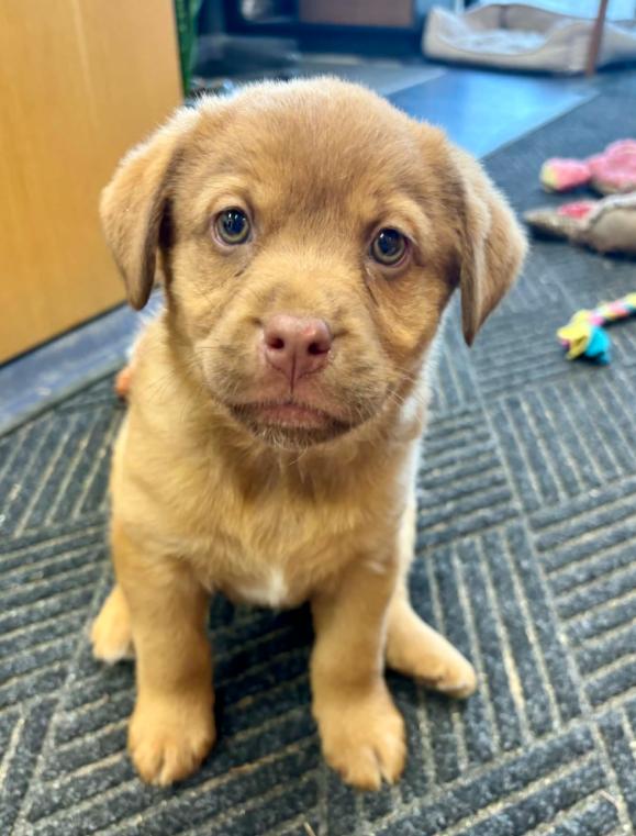 Knox, an adopted Mixed Breed in Eutawville, SC image 4/6