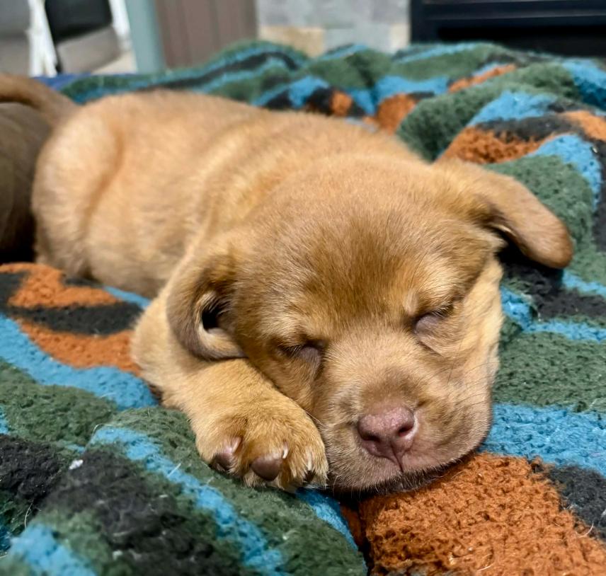 Knox, an adopted Mixed Breed in Eutawville, SC image 5/6