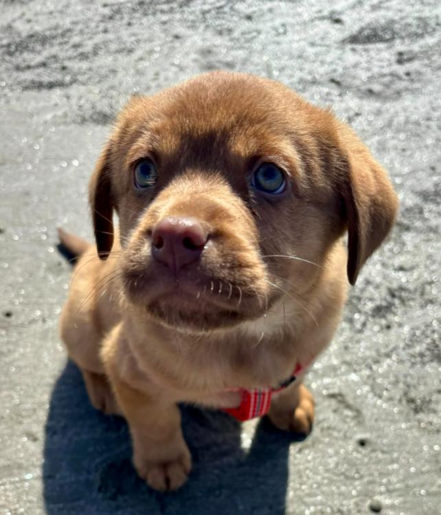 Knox, an adopted Mixed Breed in Eutawville, SC image 3/6