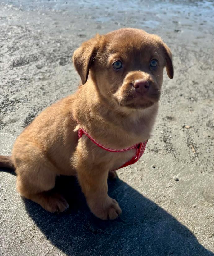 Knox, an adopted Mixed Breed in Eutawville, SC image 2/6