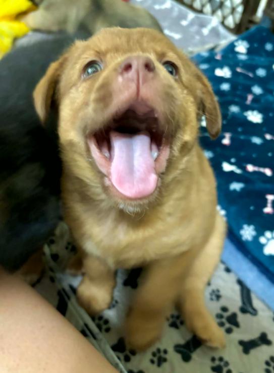 Knox, an adopted Mixed Breed in Eutawville, SC image 6/6