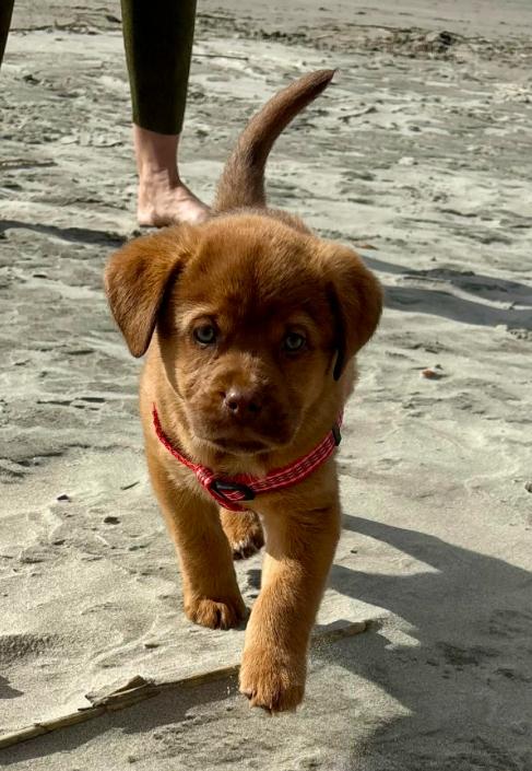 Knox, an adopted Mixed Breed in Eutawville, SC image 1/6