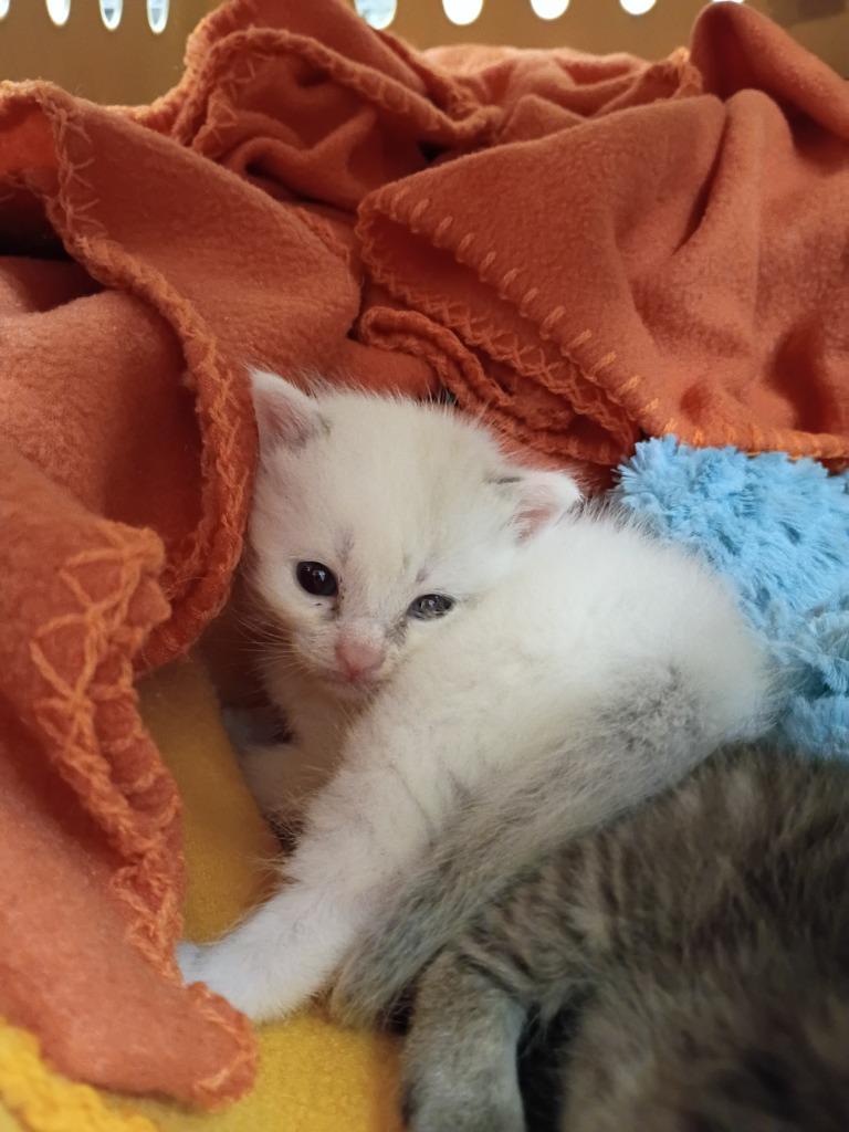 Mayonnaise, Adoptable, Kitten Male Domestic Short Hair.