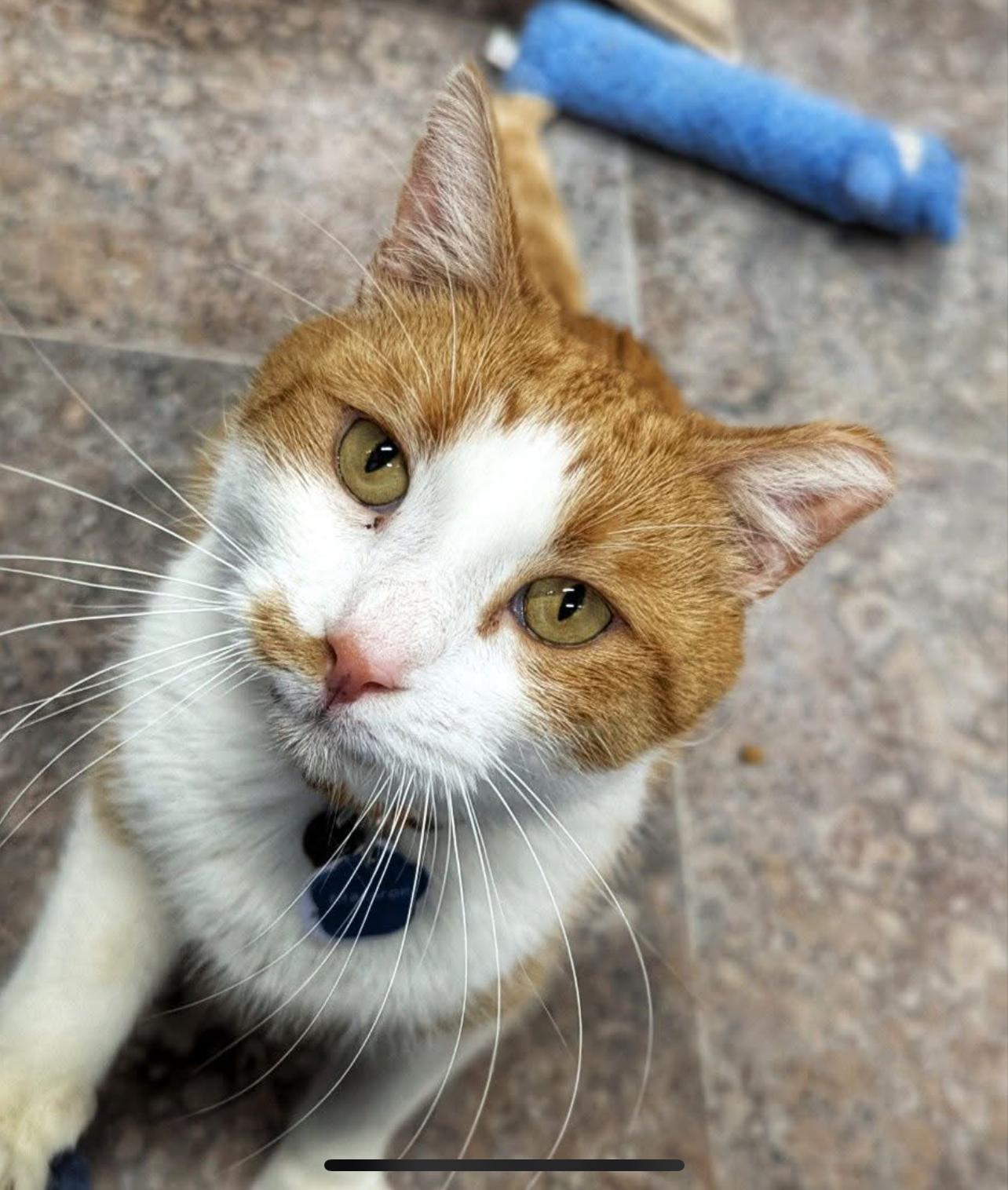 Enlarge MACARON (Not Quite Ready Yet), a ADOPTABLE Domestic Short Hair in Grand Rapids, MI image 1/6