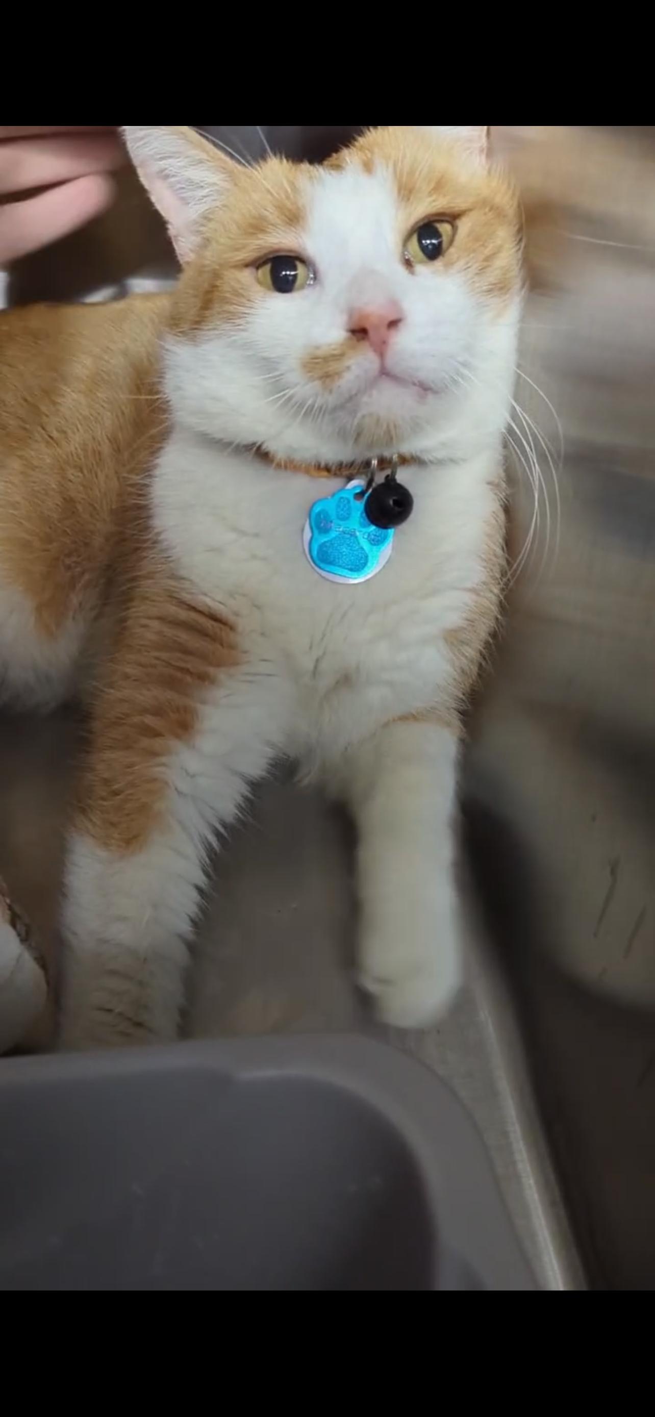 Enlarge MACARON (Not Quite Ready Yet), a ADOPTABLE Domestic Short Hair in Grand Rapids, MI image 3/6