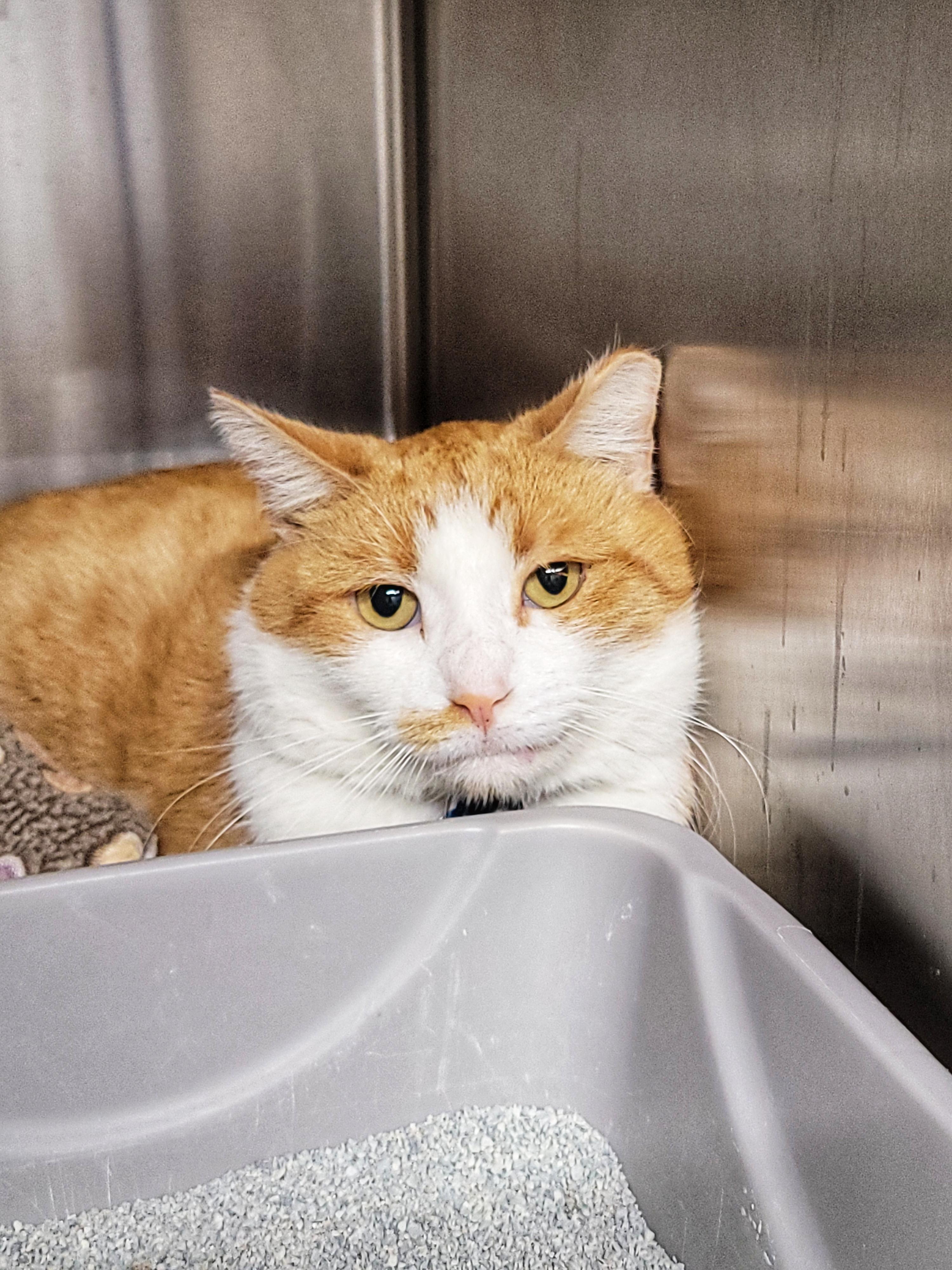 Enlarge MACARON (Not Quite Ready Yet), a ADOPTABLE Domestic Short Hair in Grand Rapids, MI image 2/6