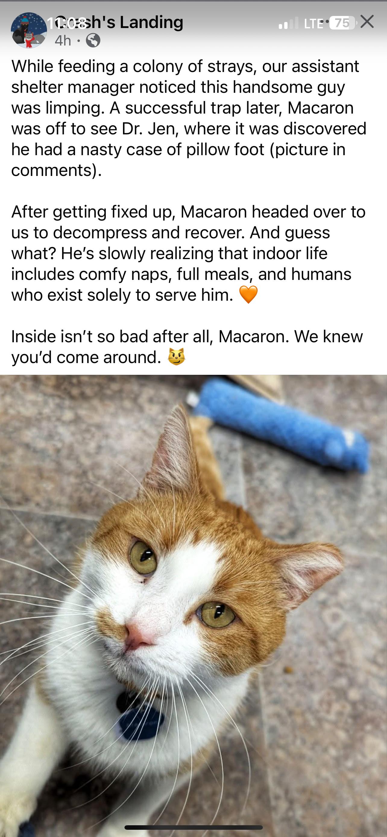 Enlarge MACARON (Not Quite Ready Yet), a ADOPTABLE Domestic Short Hair in Grand Rapids, MI image 6/6