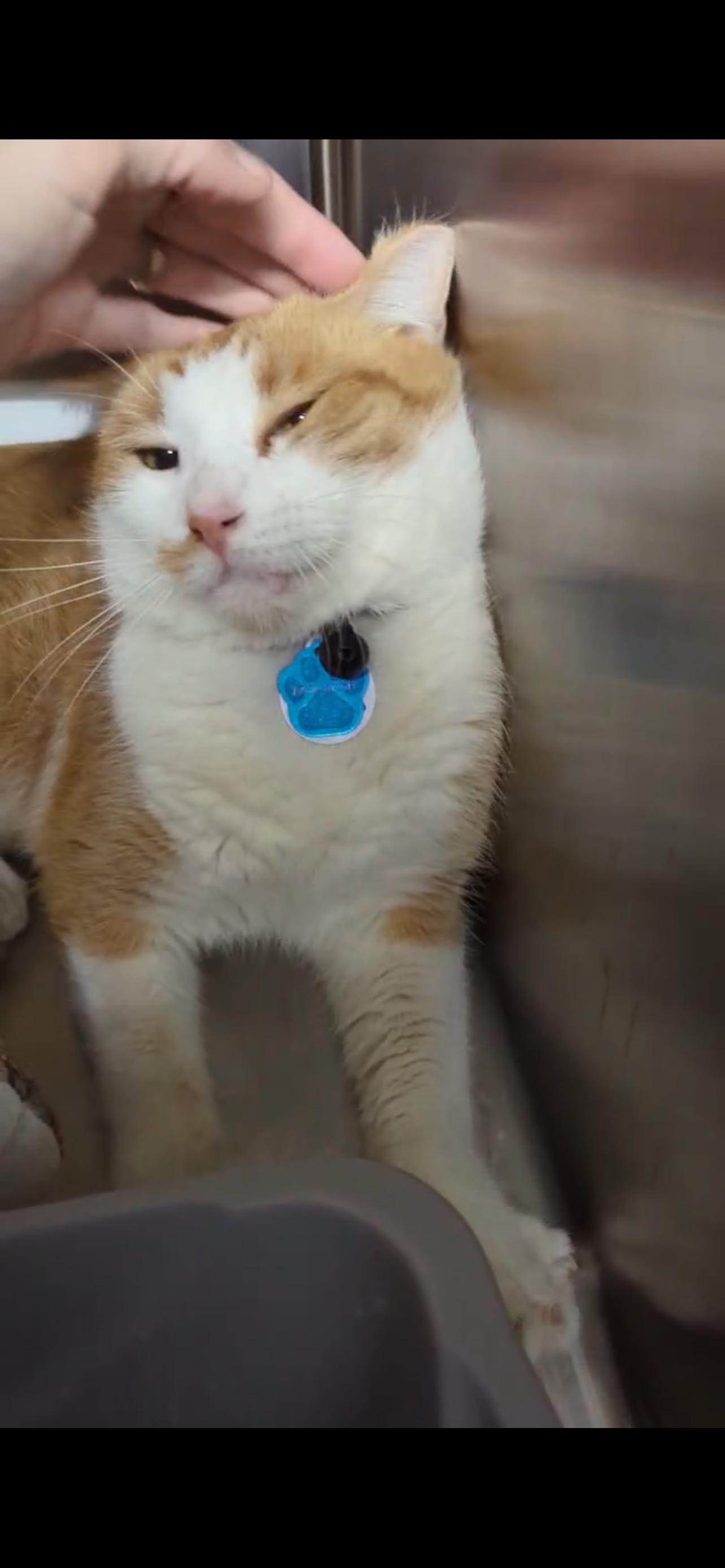 Enlarge MACARON (Not Quite Ready Yet), a ADOPTABLE Domestic Short Hair in Grand Rapids, MI image 5/6