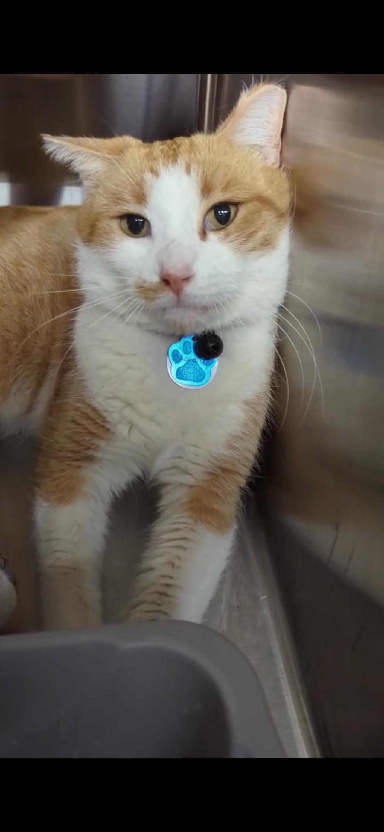 Enlarge MACARON (Not Quite Ready Yet), a ADOPTABLE Domestic Short Hair in Grand Rapids, MI image 4/6