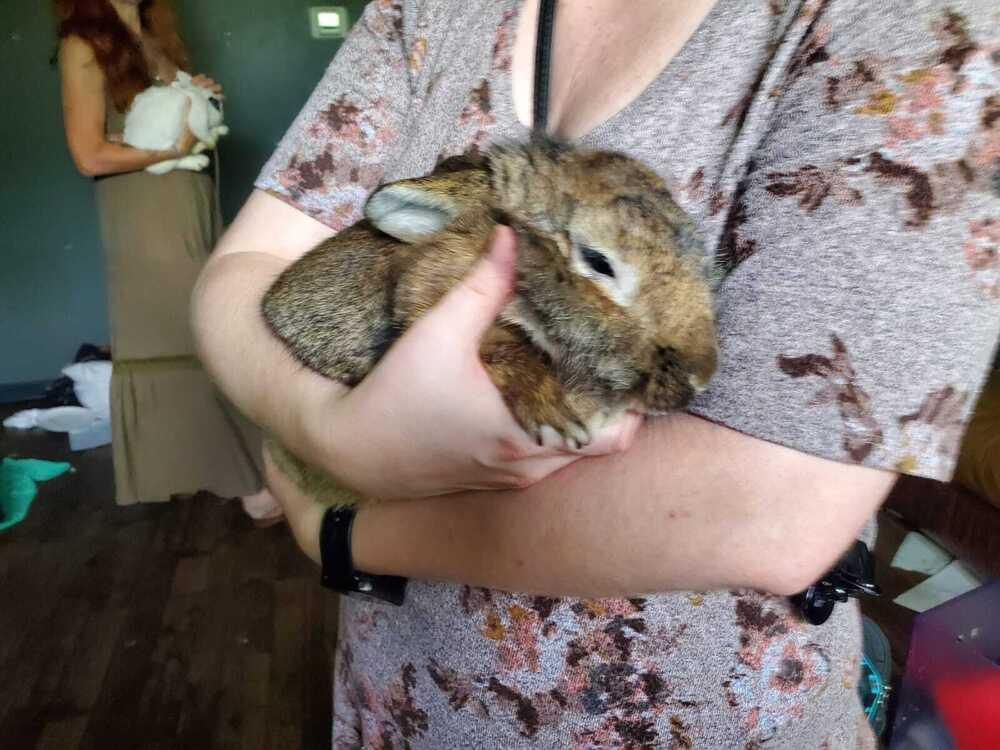 Enlarge Papa - URGENT, a Adopted mixed breed in Melbourne, FL image 1/6