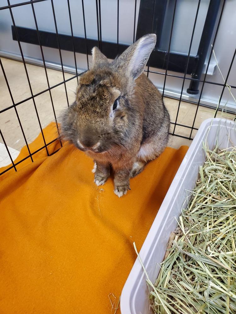 Enlarge Papa - URGENT, a Adopted mixed breed in Melbourne, FL image 3/6