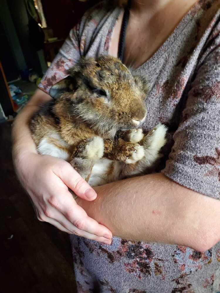 Enlarge Papa - URGENT, a Adopted mixed breed in Melbourne, FL image 4/6