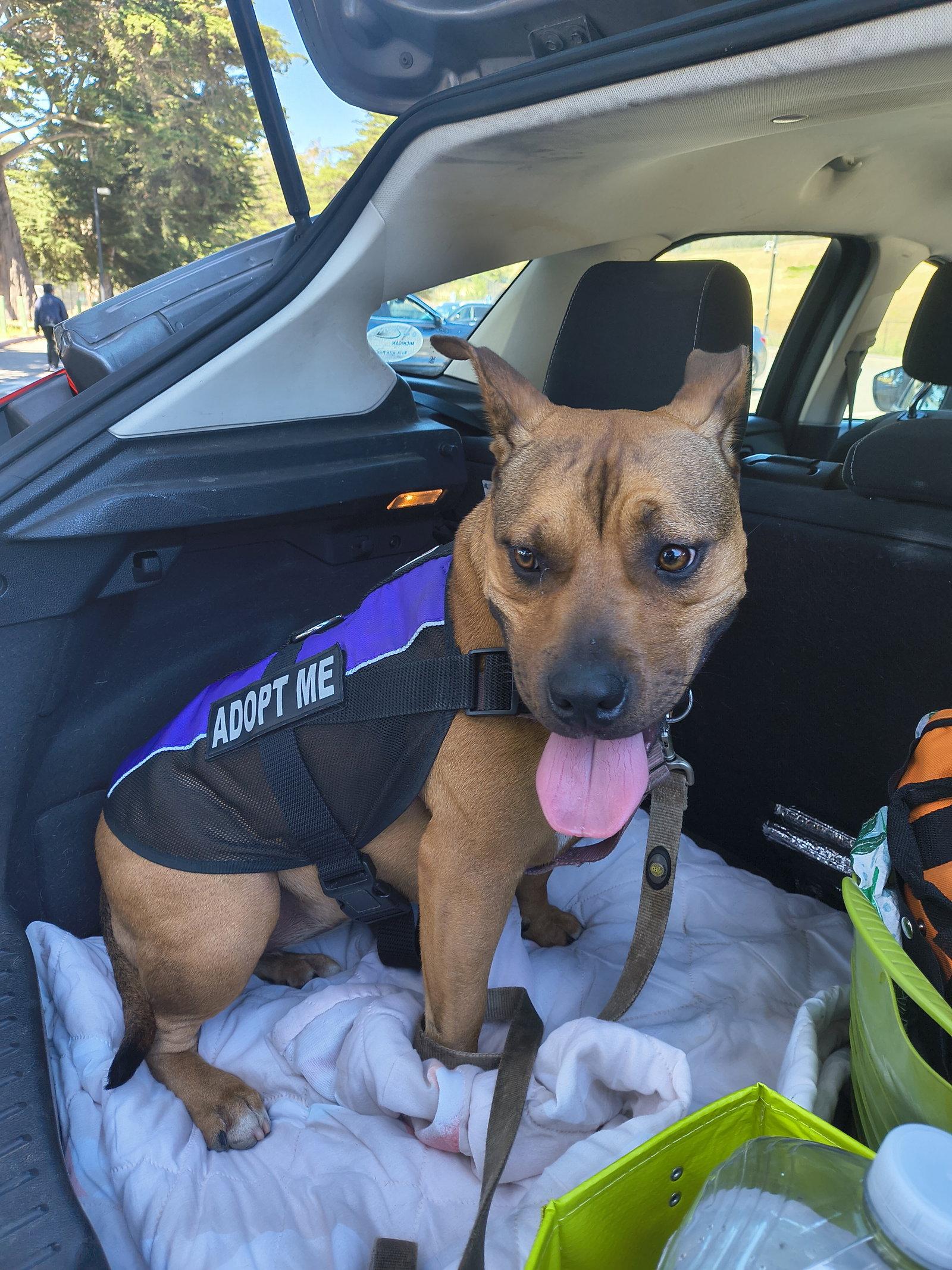 Tammy, Adoptable, Young Female Pit Bull Terrier.