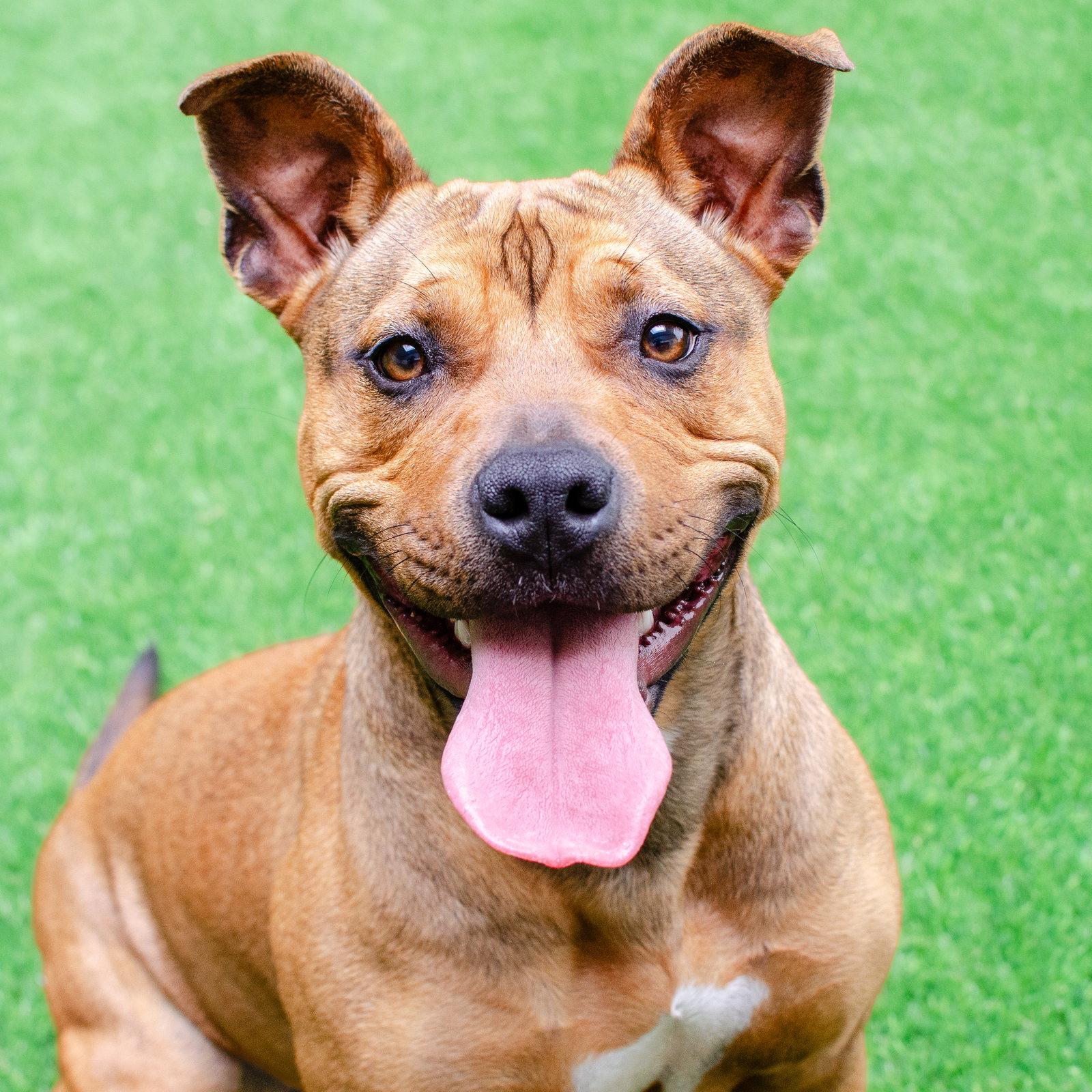 Tammy, Adoptable, Young Female Pit Bull Terrier.