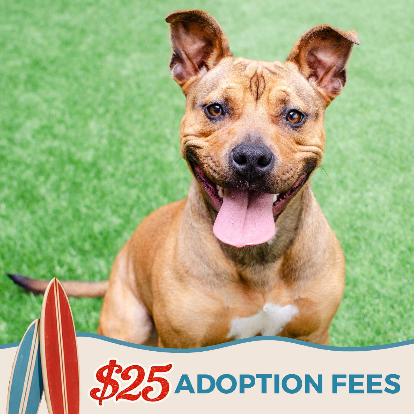 Enlarge Tammy, a Adoptable Pit Bull Terrier in Burlingame, CA image 3/3