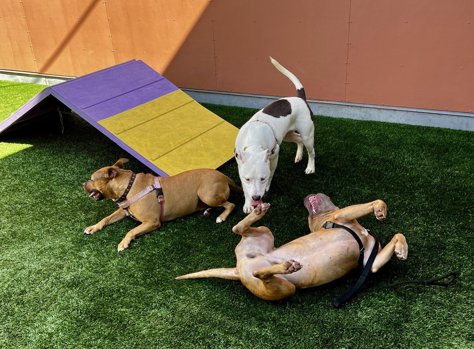 Enlarge Tammy, a Adoptable Pit Bull Terrier in Burlingame, CA image 3/3