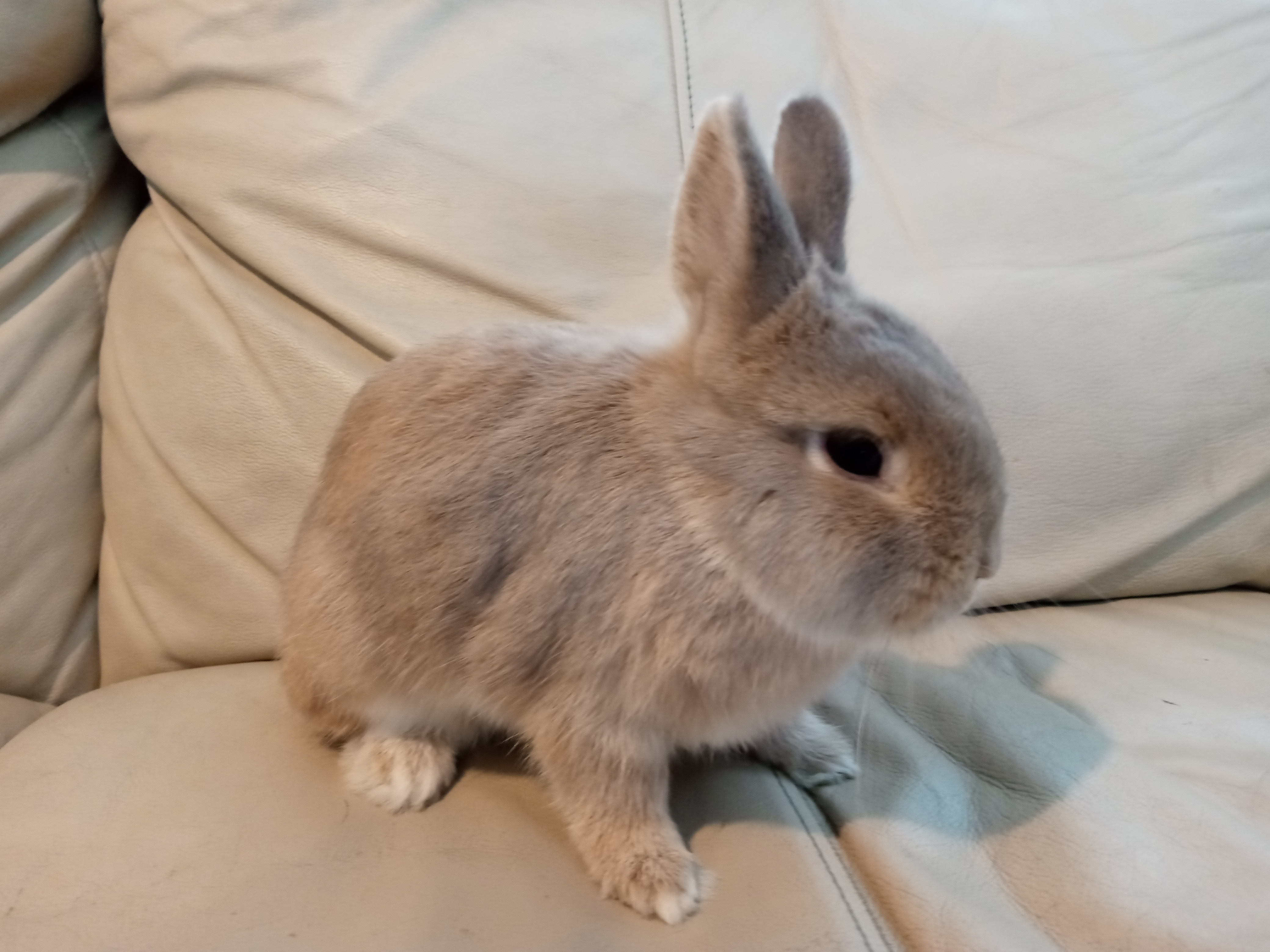 Dolly, a Adoptable Netherland Dwarf image 1/12