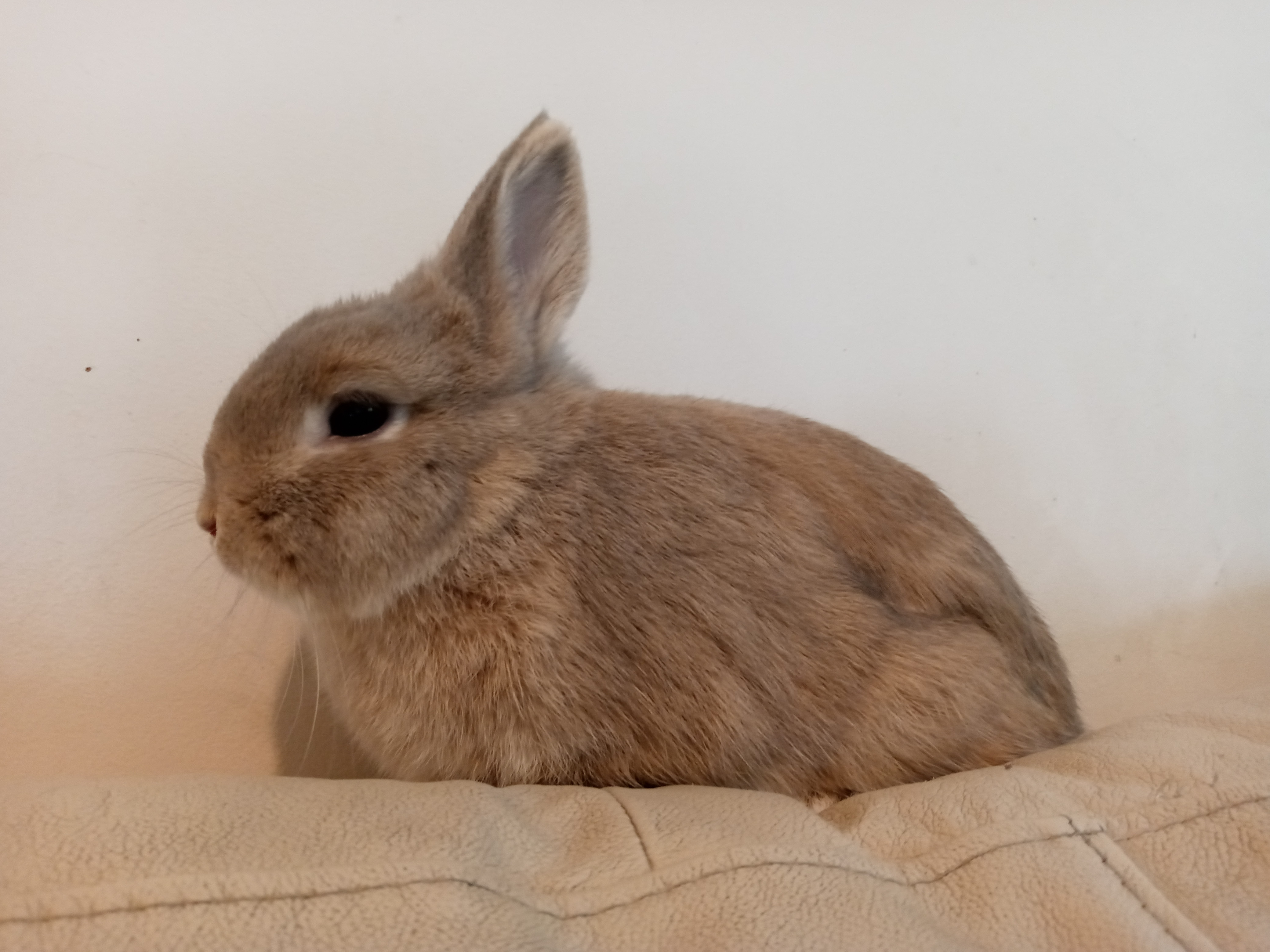 Dolly, a Adoptable Netherland Dwarf image 2/12