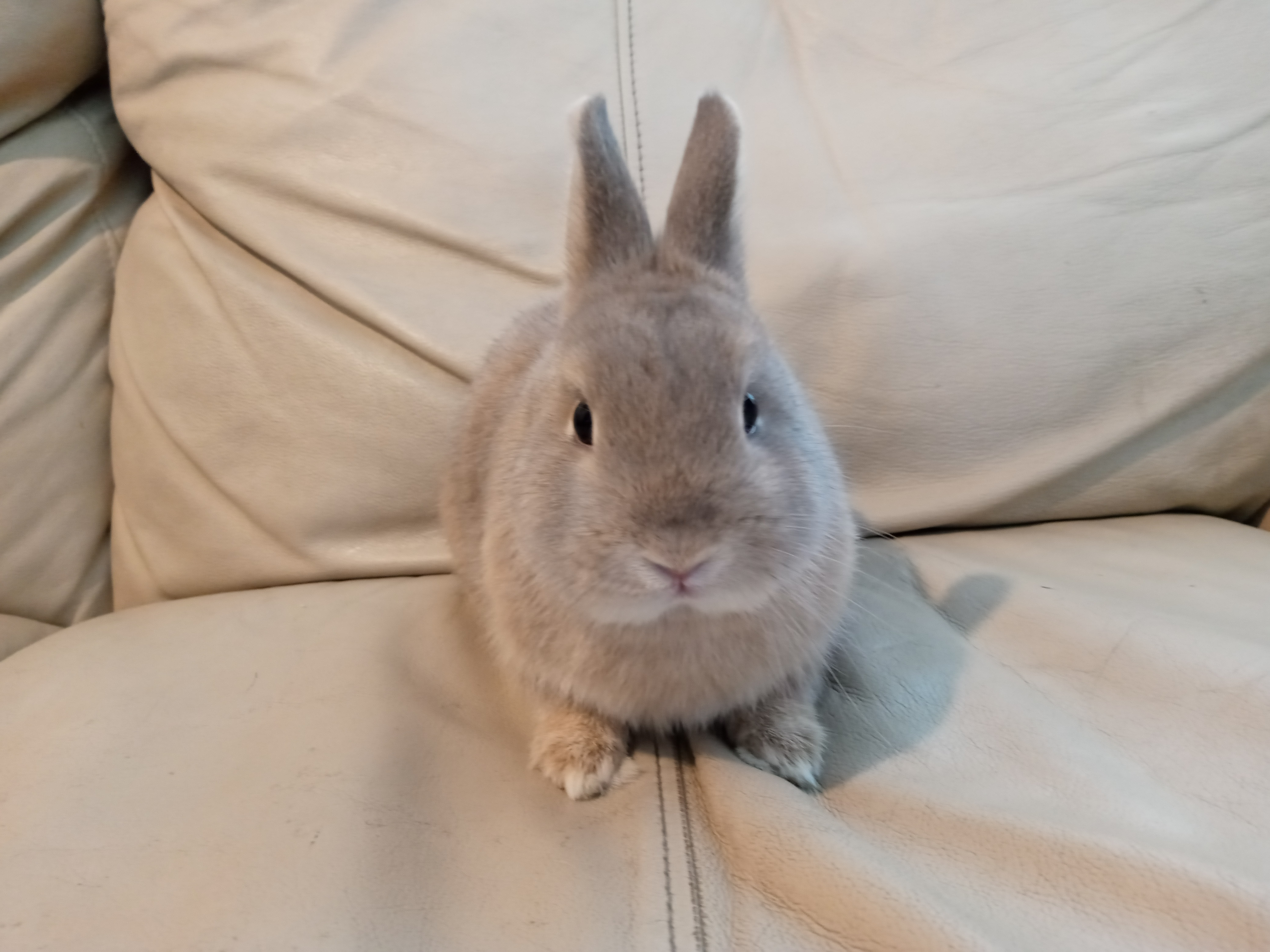 Dolly, a Adoptable Netherland Dwarf image 3/12