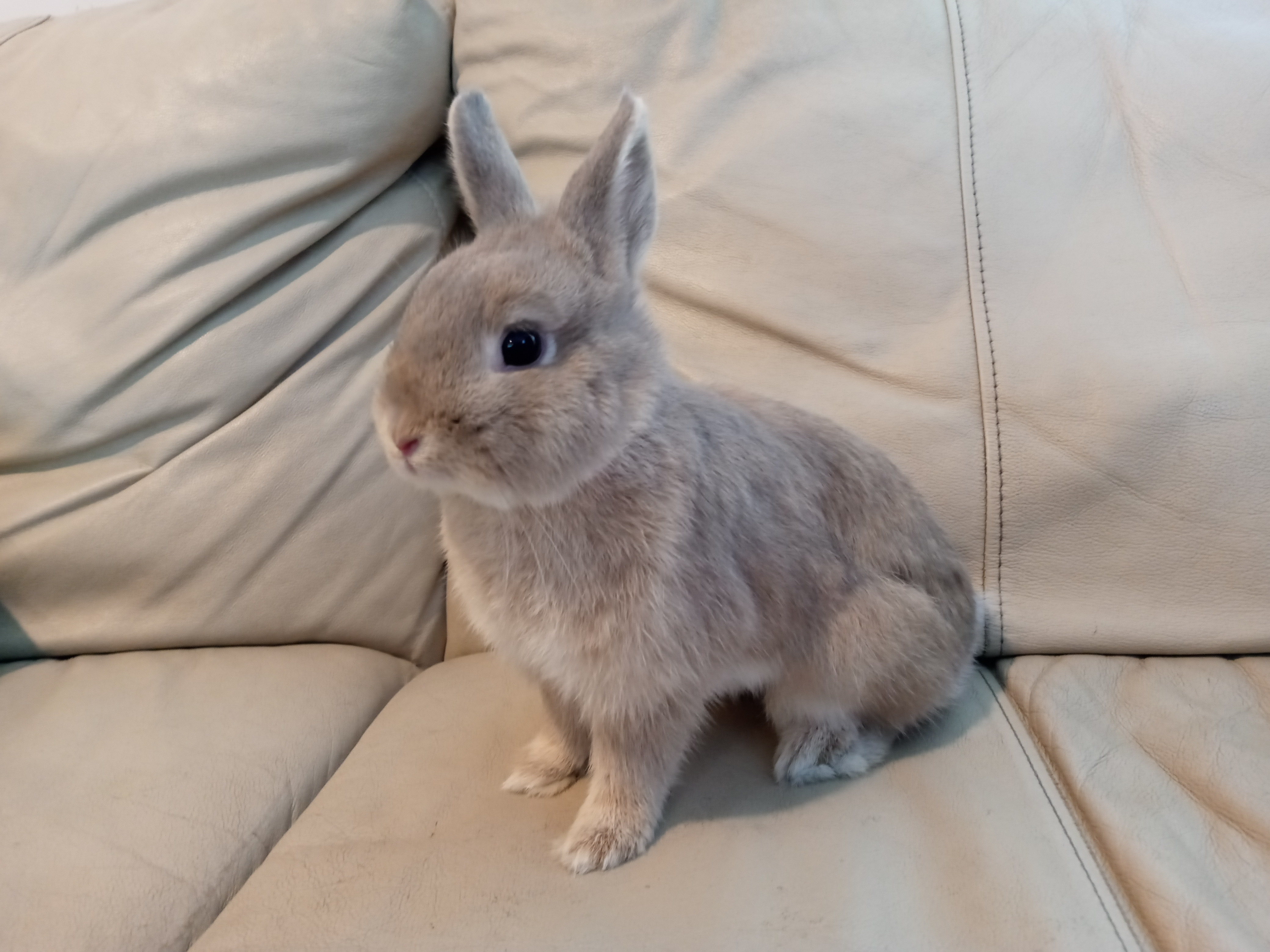 Dolly, a Adoptable Netherland Dwarf image 4/12
