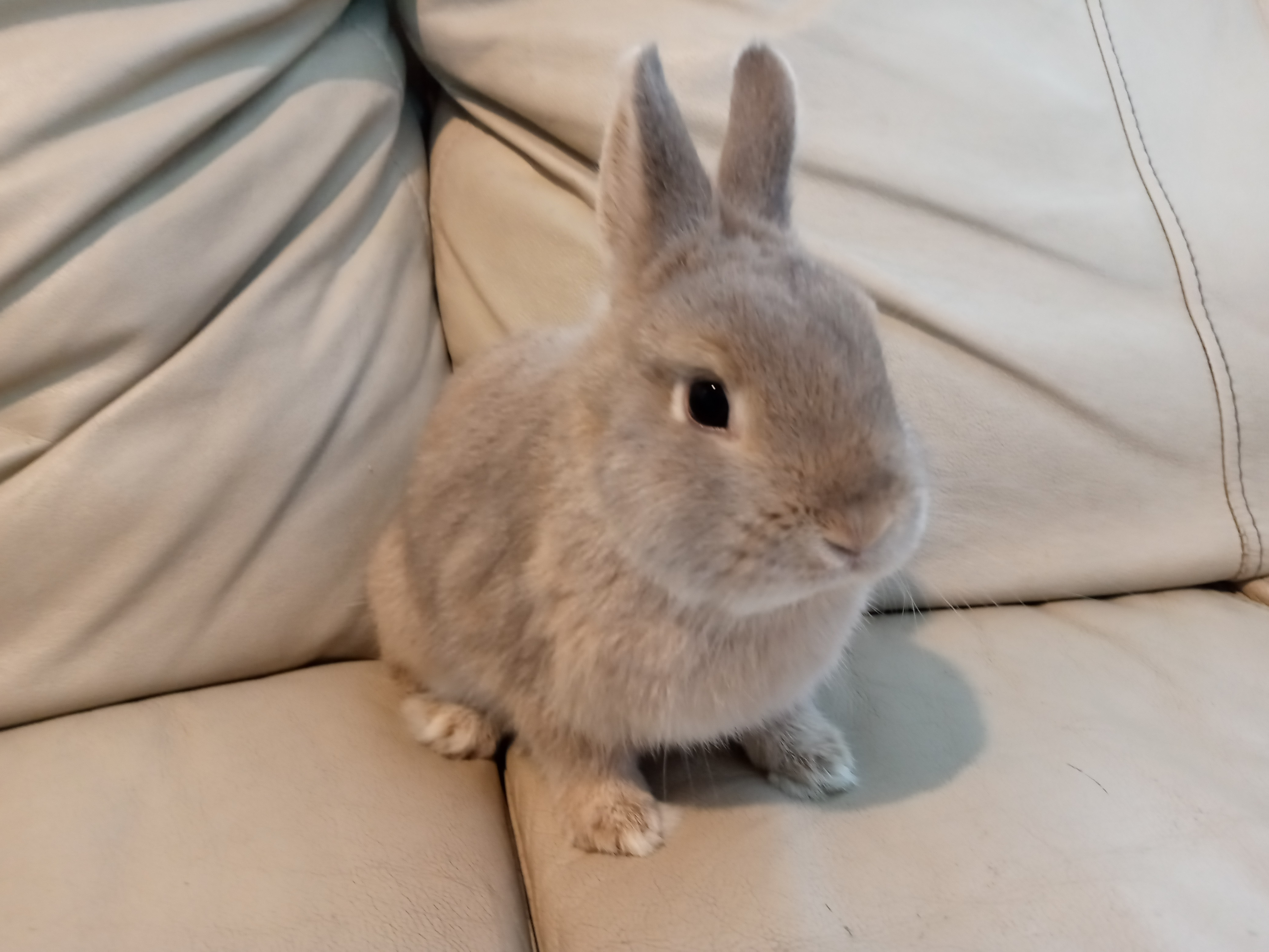 Dolly, a Adoptable Netherland Dwarf image 5/12