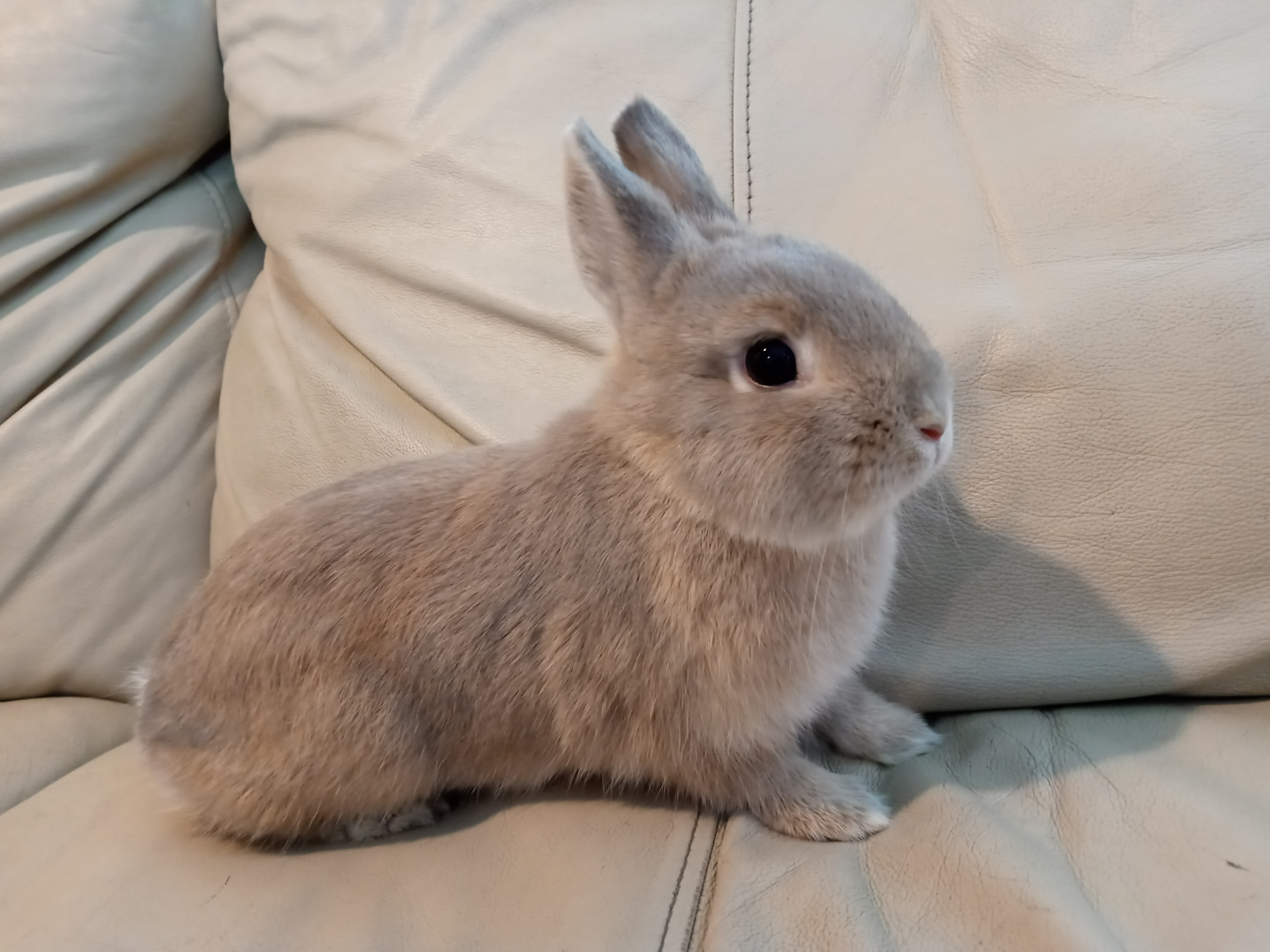 Dolly, a Adoptable Netherland Dwarf image 6/12