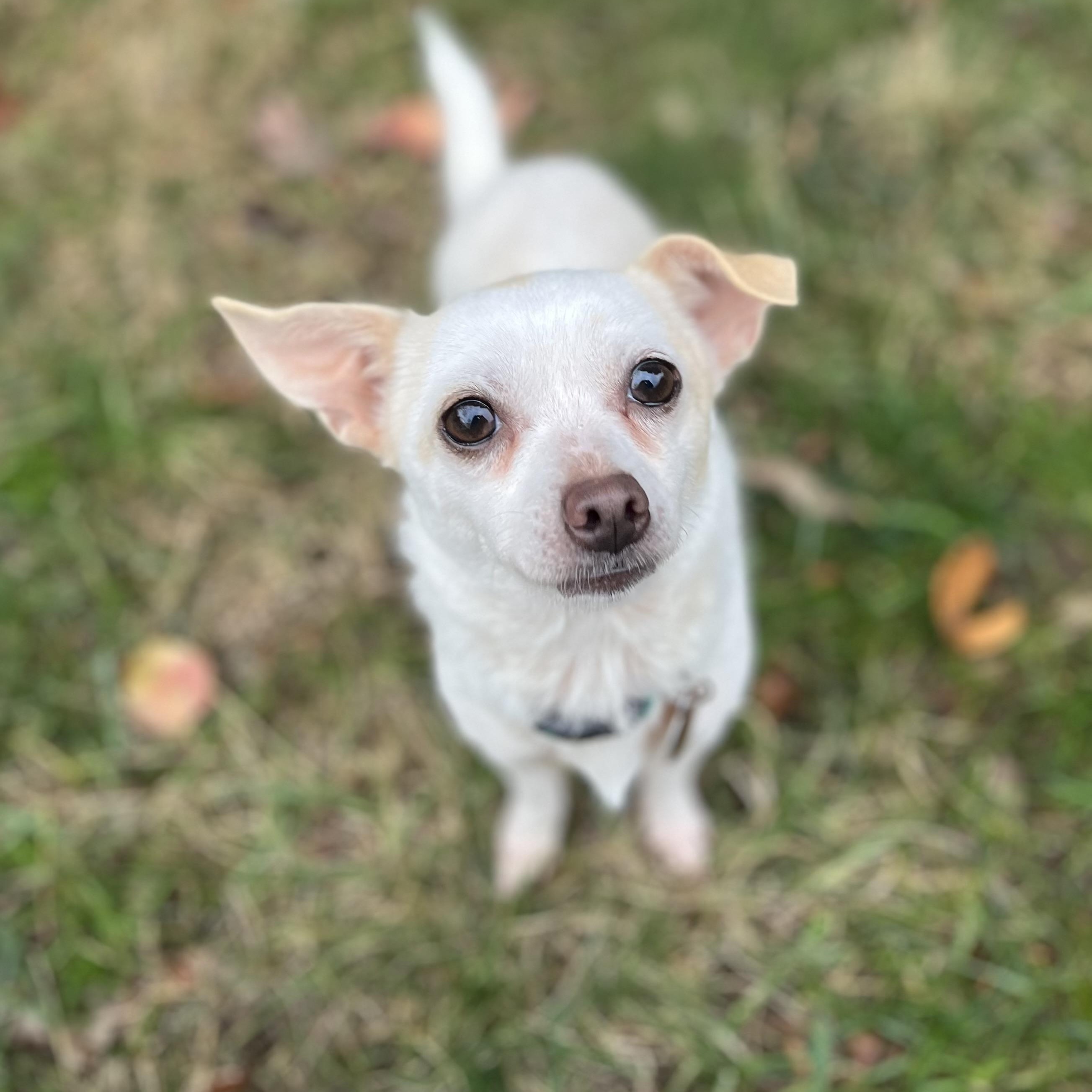 Kaylee, adopted, Adult Female Terrier & Chihuahua.
