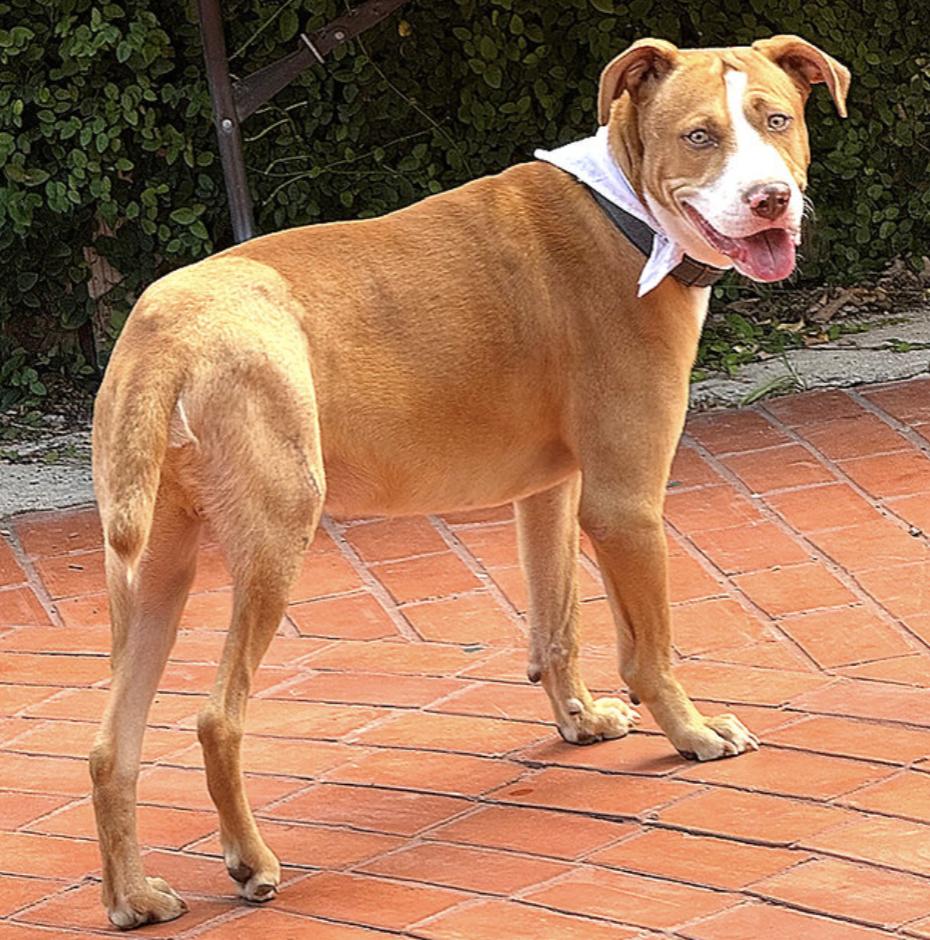 Enlarge Peanut, a Adoptable mixed breed in Central Islip, NY image 1/4