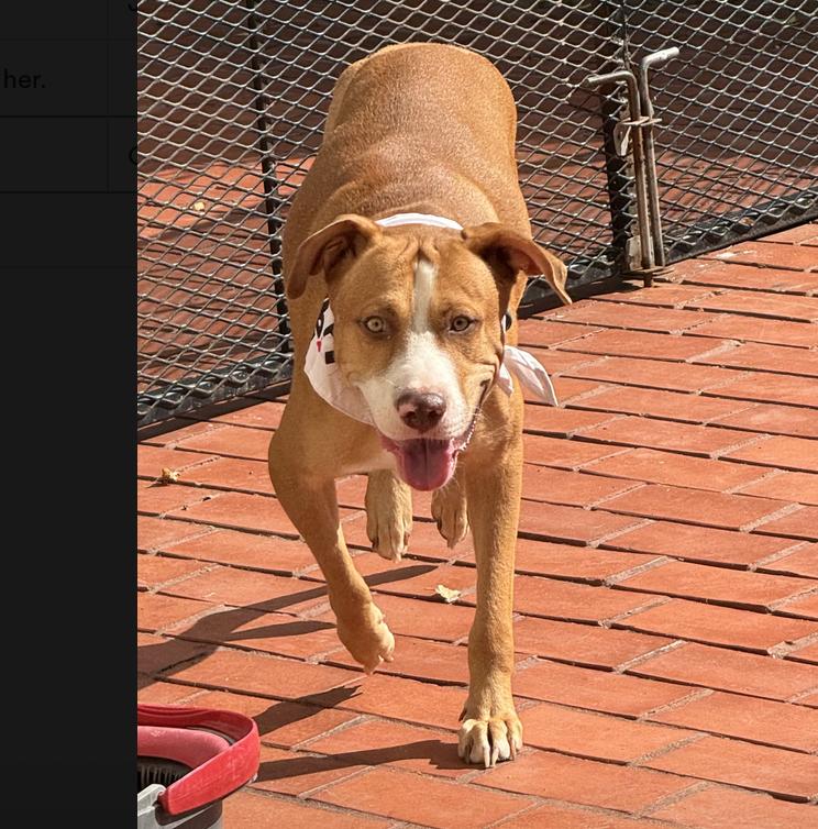 Enlarge Peanut, a Adoptable mixed breed in Central Islip, NY image 4/4