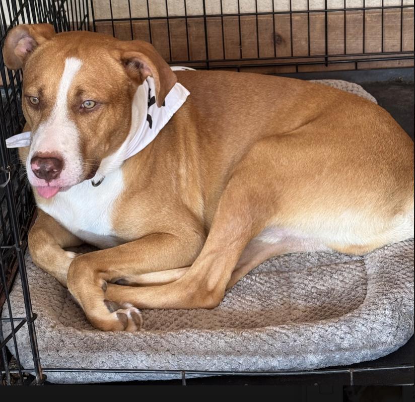 Enlarge Peanut, a Adoptable mixed breed in Central Islip, NY image 3/4