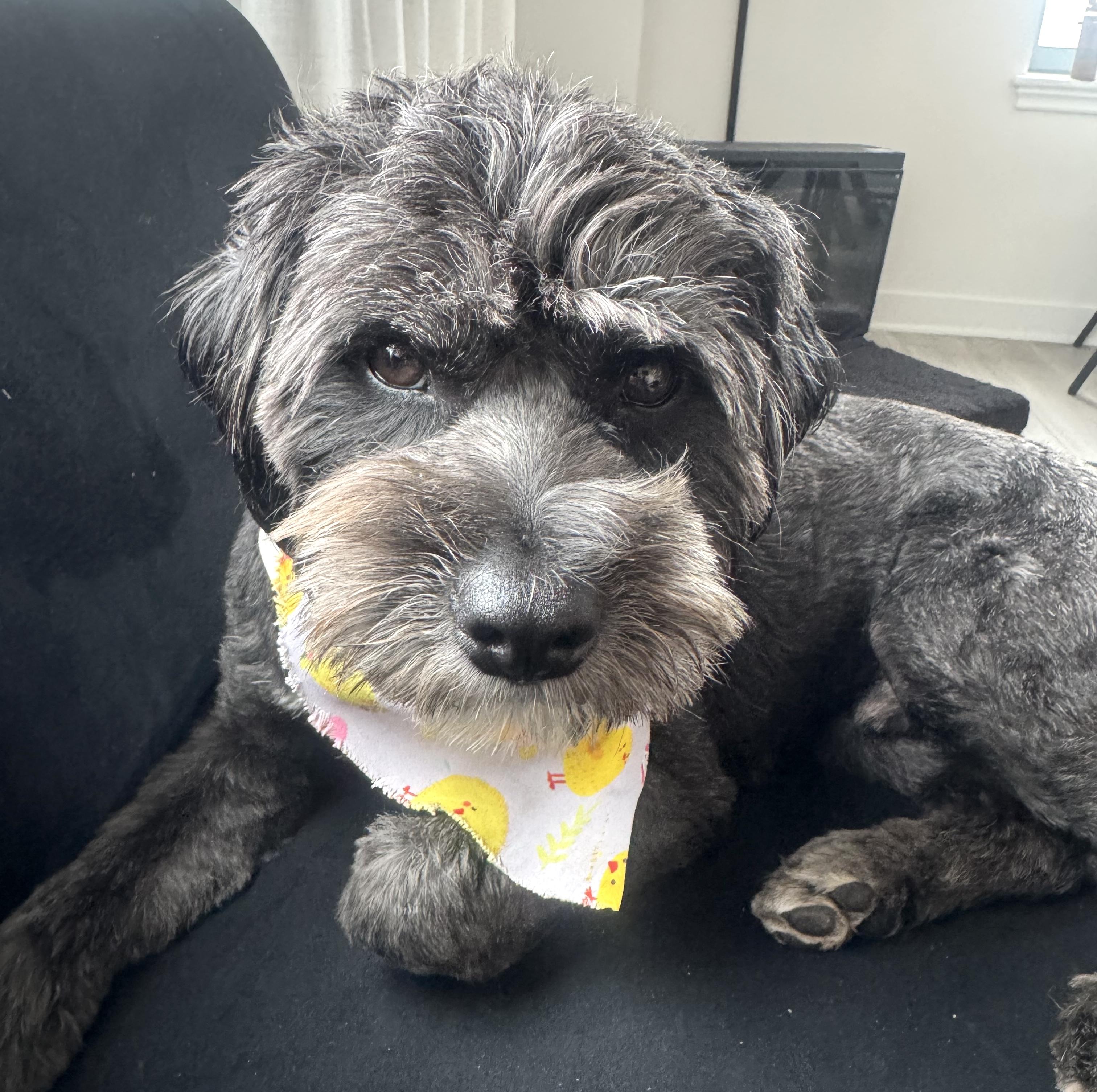 Enlarge Morgan, an adopted mixed breed in Brooklyn, NY image 4/6