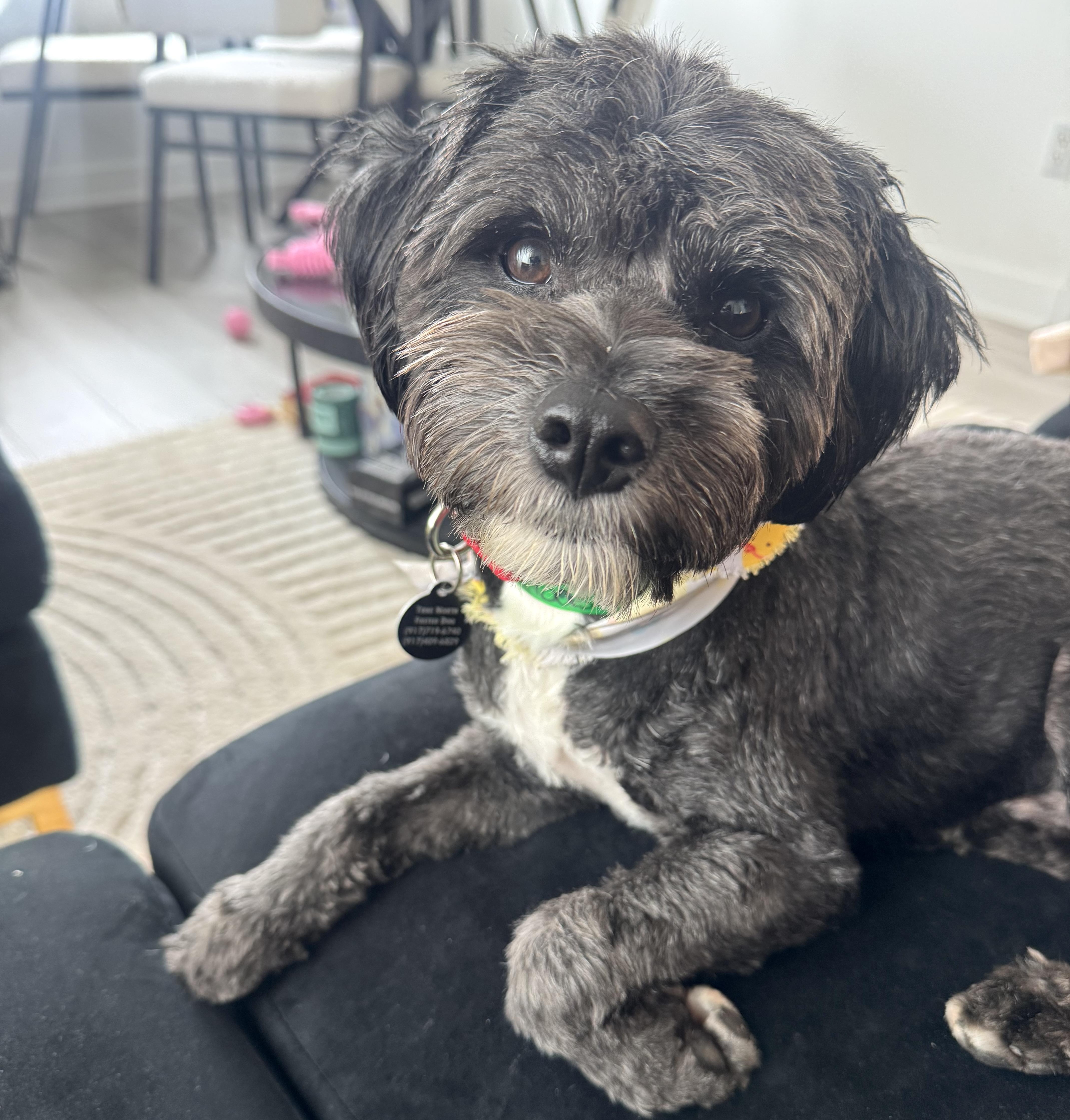 Morgan, adopted, Young Male Poodle.