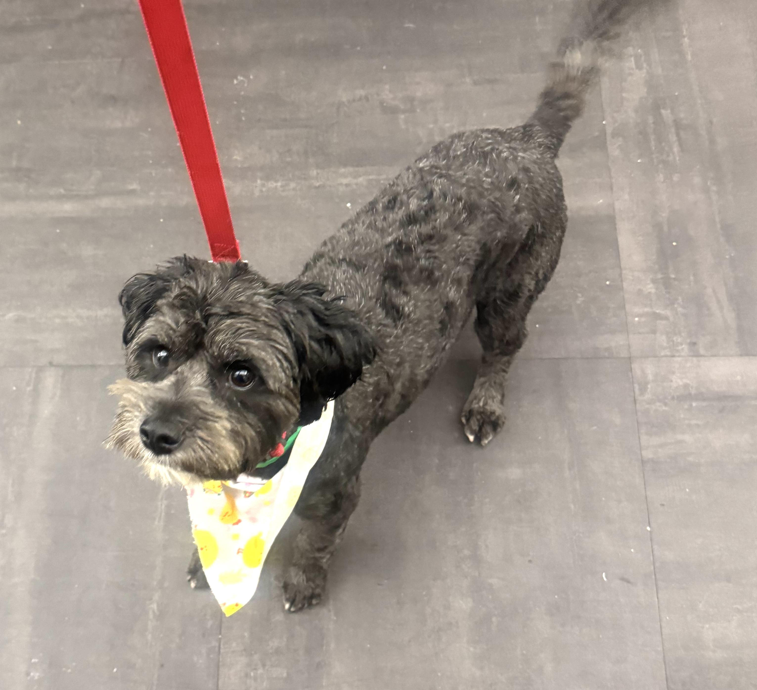 Enlarge Morgan, an adopted mixed breed in Brooklyn, NY image 3/6