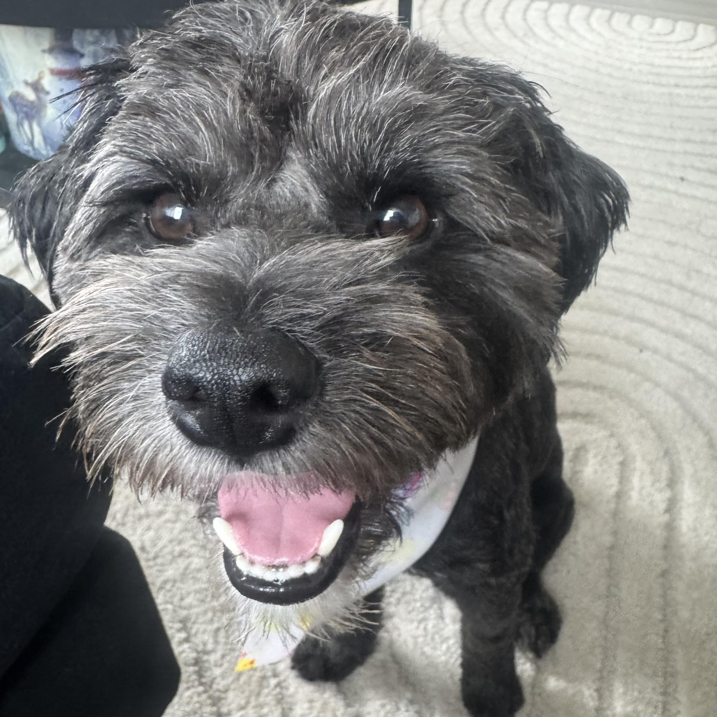 Enlarge Morgan, an adopted mixed breed in Brooklyn, NY image 6/6