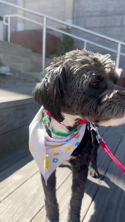 Enlarge Morgan, an adopted mixed breed in Brooklyn, NY video 5/6