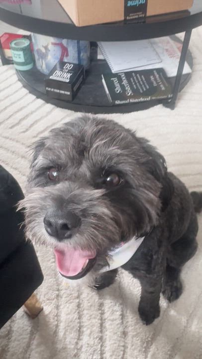 Enlarge Morgan, an adopted mixed breed in Brooklyn, NY video 2/6