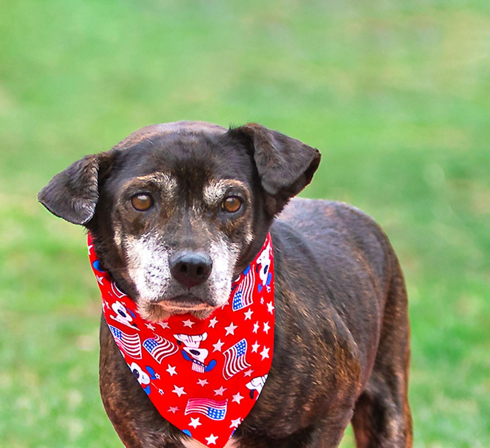 Enlarge Tiny, a Adoptable Dachshund in Coatesville, PA image 1/3