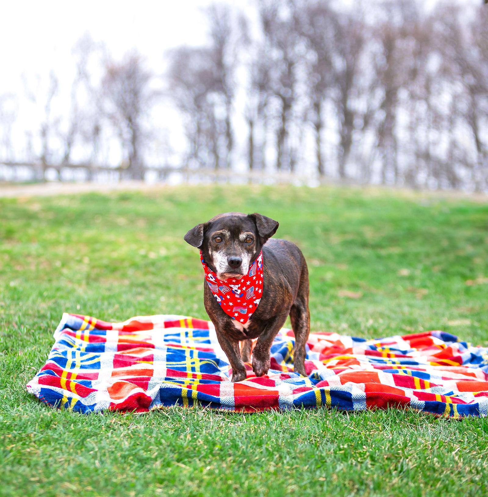 Enlarge Tiny, a Adoptable Dachshund in Coatesville, PA image 2/3
